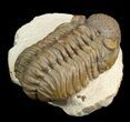 Beautiful, Tan Adrisiops Weugi Trilobite - #46711-4